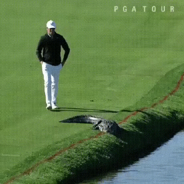 17.gif