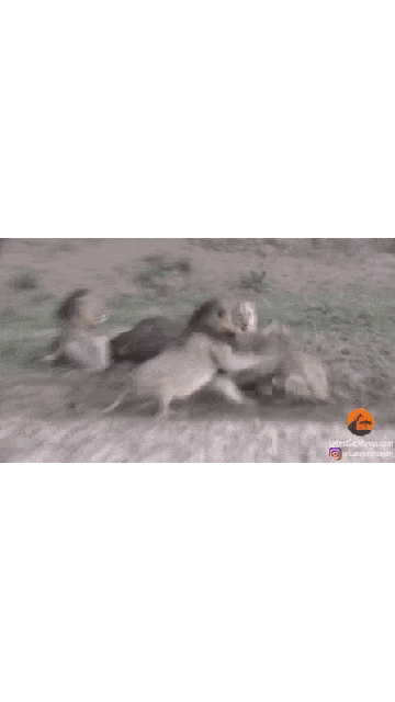 20200805_194451.gif