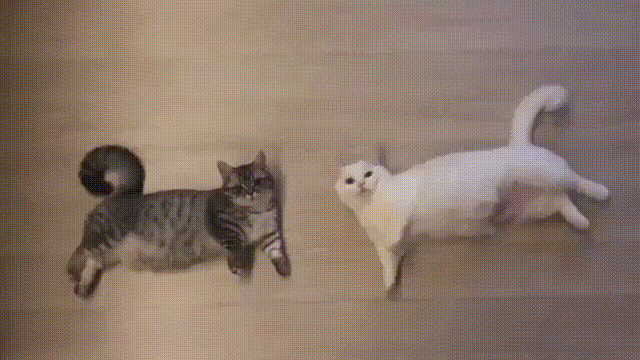 1.gif
