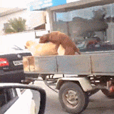 야씹.gif