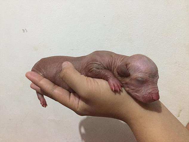 육봉강아지.jpg