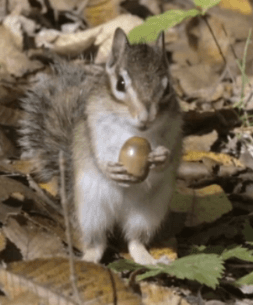 i13449666238.gif