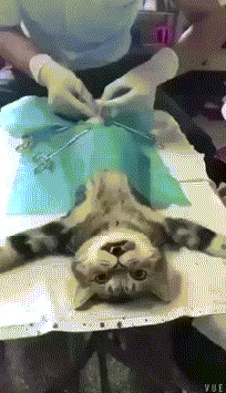 48e9a7c2a8b25506c8d9d72620c57e2a.gif