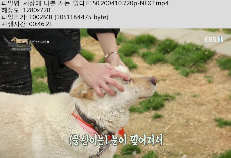 나쁜개.jpg
