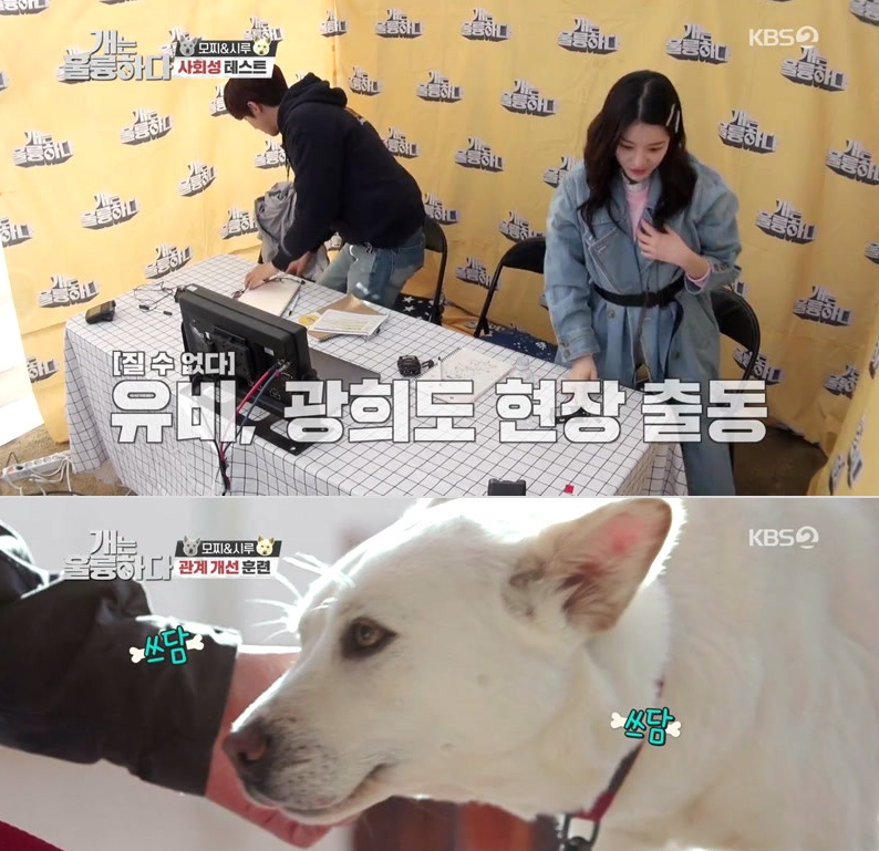 개는.jpg