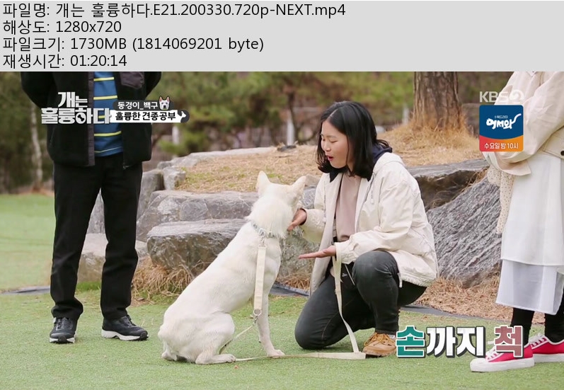 개.jpg
