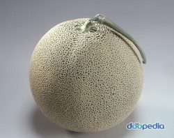 멜론.jpg