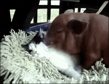 오피녀.gif