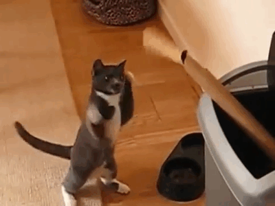 쿵푸냥.gif