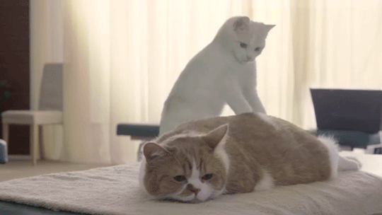 9916E4355A8A404925.gif