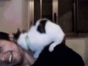1.gif