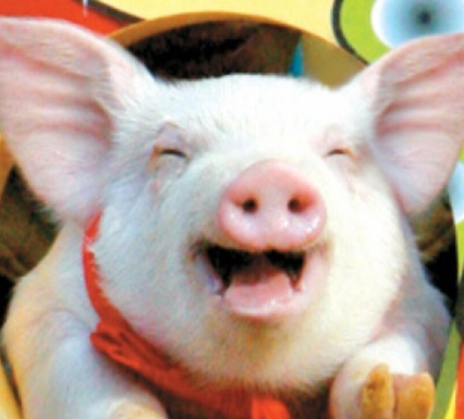 PIG.jpg