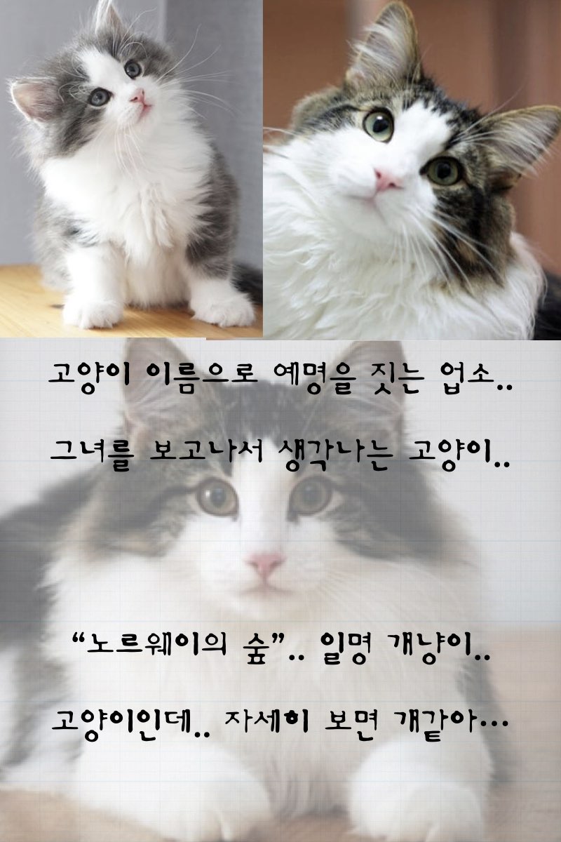안양고양이 루이.006.jpg