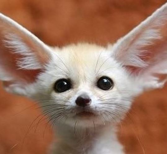 fox.JPG