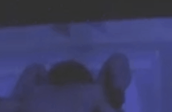 AC_[20181203-002942].gif