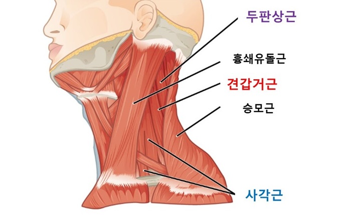 목근육.jpg
