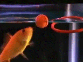 4.gif
