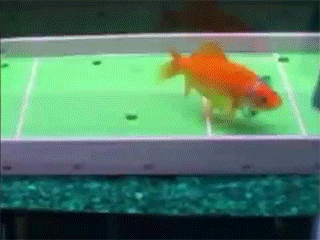 6.gif