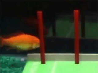 7.gif