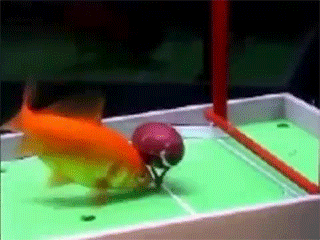 3.gif