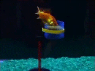 5.gif